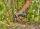 Gardena AssistCut Akku-Gartenschere 25mm Schnittdurchmesser intelligenter Sensor