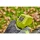 Ryobi RY36BPXB-0 Akku-Laubbl&auml;ser Bl&auml;ser Whisper tragbar 277km/h 36V MAX-POWER
