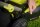 Ryobi RY18LMX40C-0 Akku-Rasenmäher Mäher Brushless bis 399m² 40cm 18V ONE+ Solo