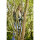 Gardena Akku-Astschere EasyCut 110/18V P4a Ready-To-Use Set inkl. Akku+Ladegerät